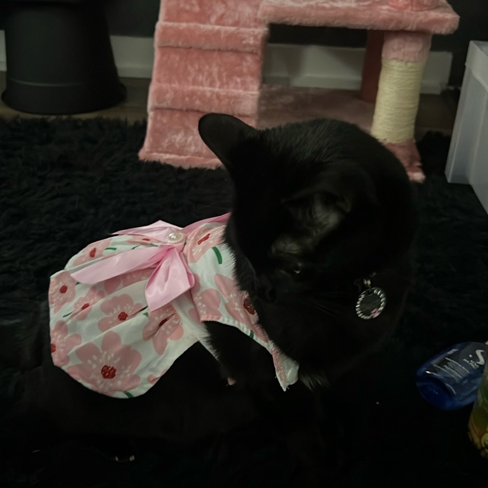 Cat/Dog Floral Dress